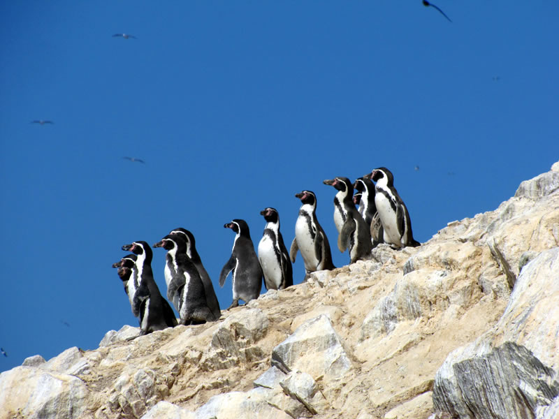 Humboldt Pinguin Ballestas Inseln Peru