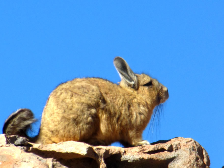 Beste Reisezeit Bolivien - Viscachas