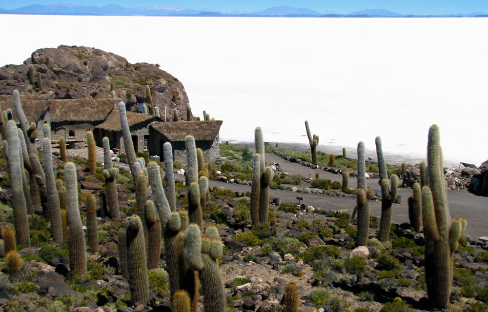 Kaktusinsel Inka Wasi