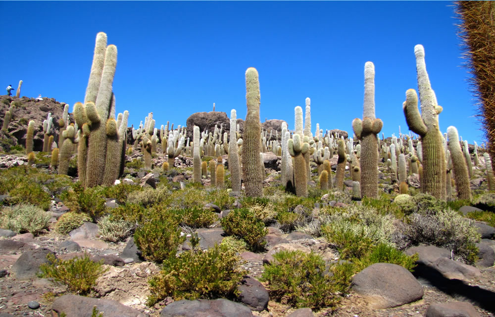 Kaktusinsel Inkawasi im Salar de Uyuni