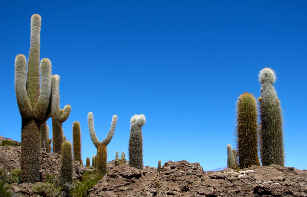 Kaktusinsel Inka Wasi