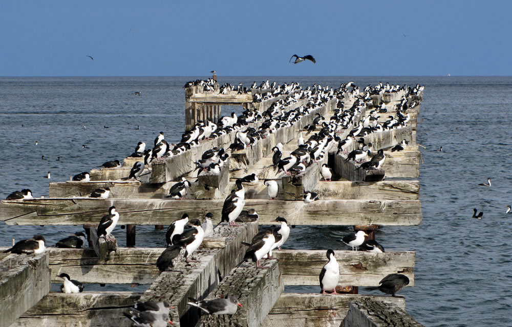 Bei Punta Arenas