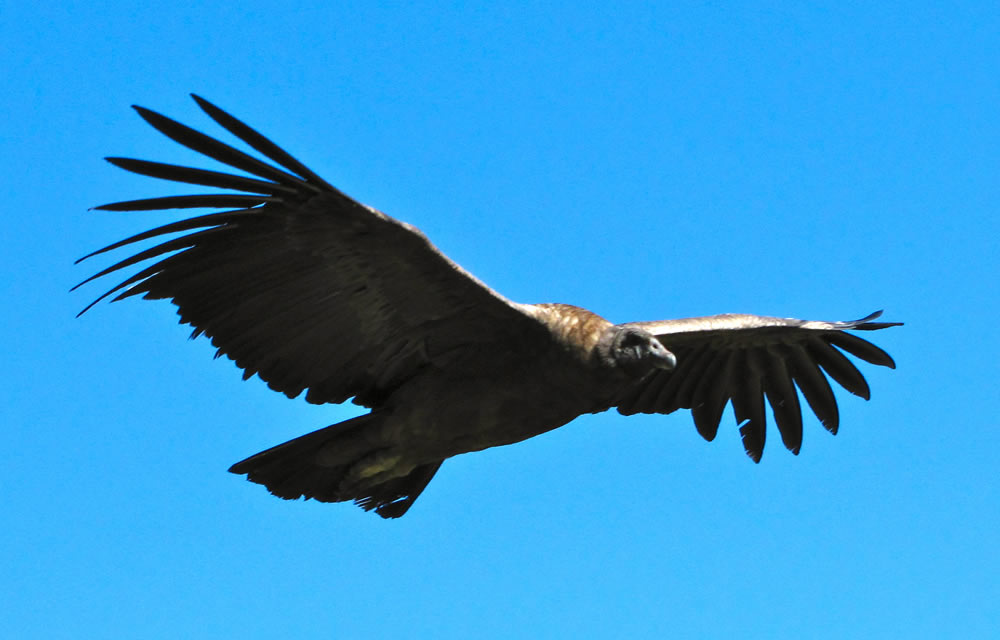 Flug der Kondore im Colca Canyon