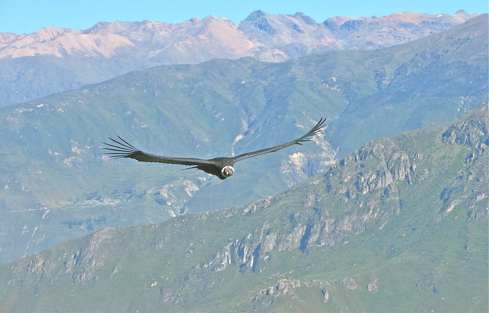 Flug des Kondor im Colca Canyon