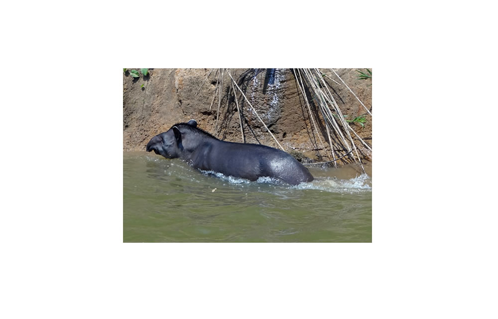 Tapir-Sichtung (Foto zVg)
