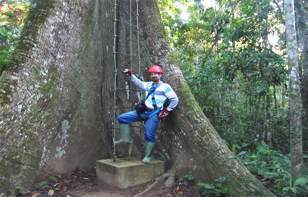Besteigung des Kapokbaum