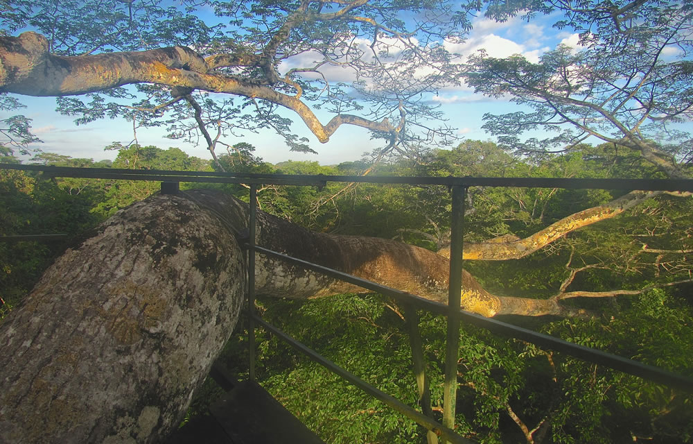 Sicht über die Baumkronen des Amazonas-Regenwalds