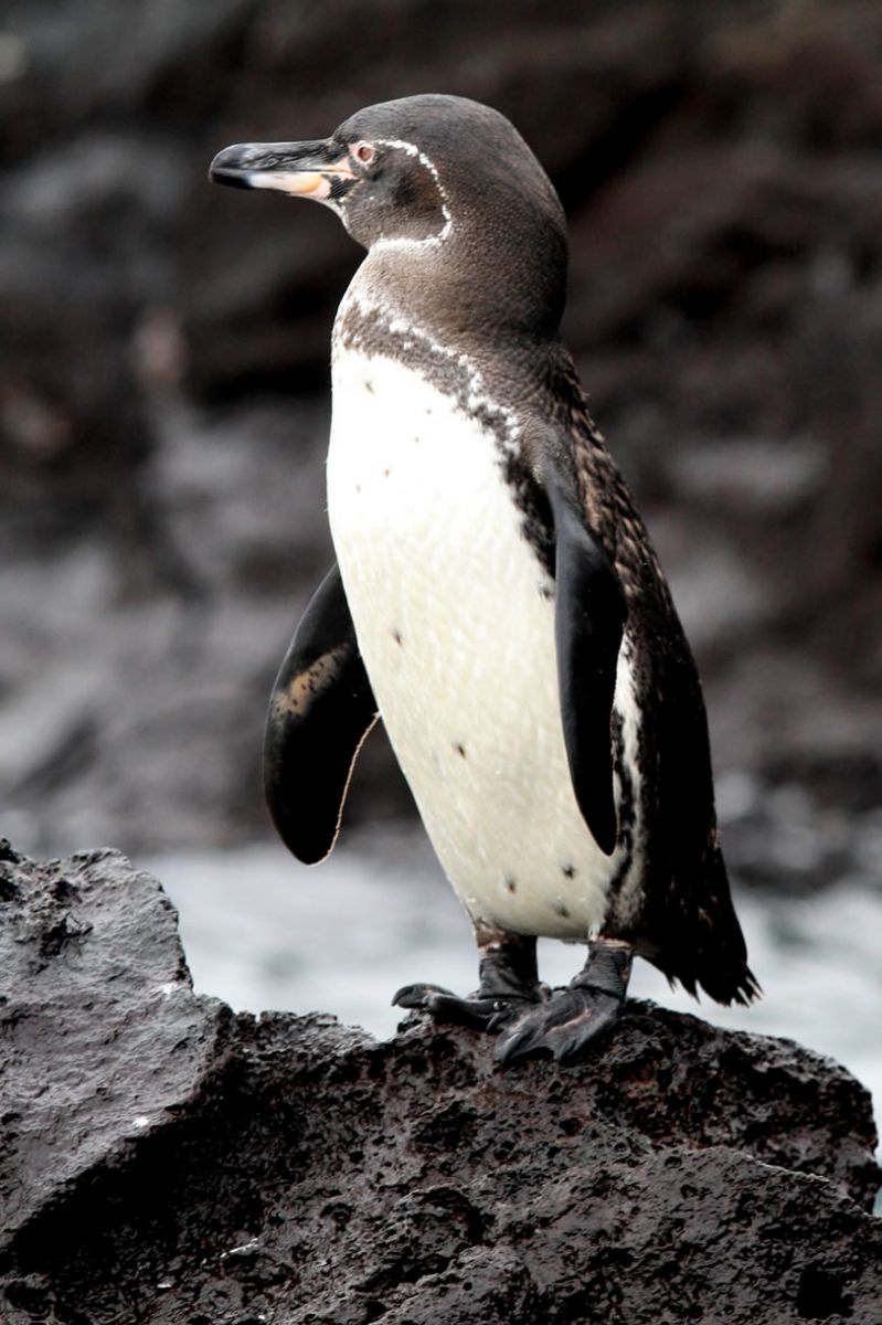 Galápagos-Pinguin auf den Galapagos Inseln in Ecuador - Beste Reisezeit ist das ganze Jahr