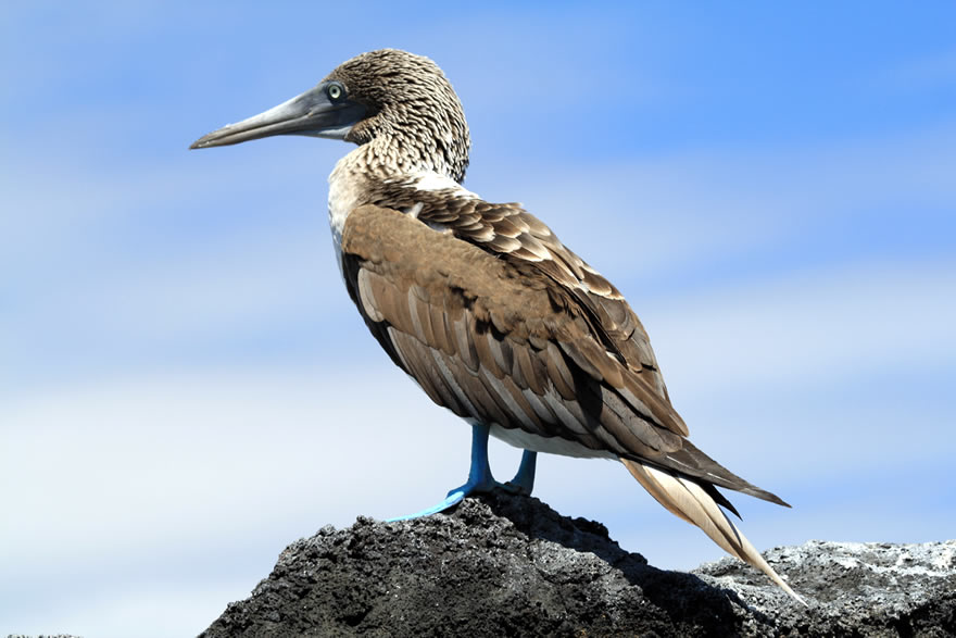 Blaufusstölpel auf den Galapagos Inseln - Beste Reisezeit ist das ganze Jahr über.
