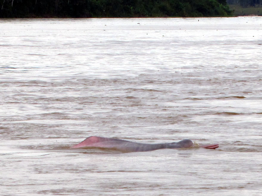 Flussdelfine des Amazonas