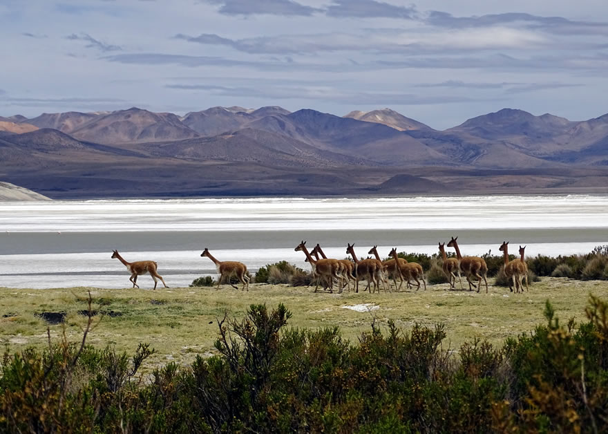 Salar de Surire Reisen Nordchile Atacama Putre