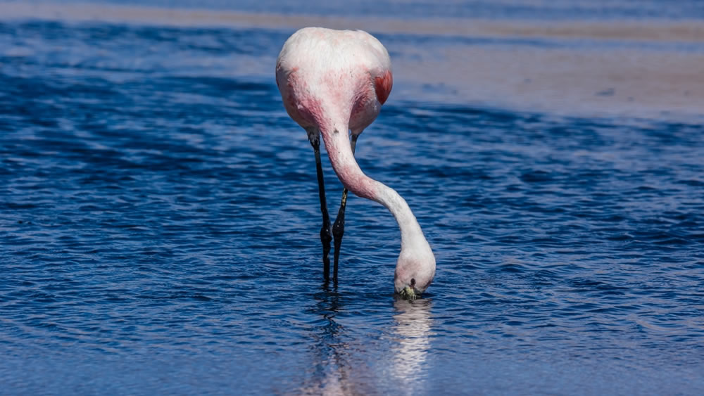 Flamingo Bolivien Reisen