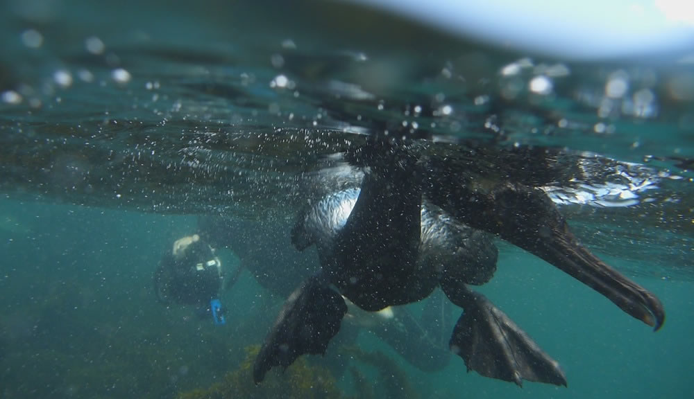 Galapagos Reise auf dem Katamaran Cormorant - 
