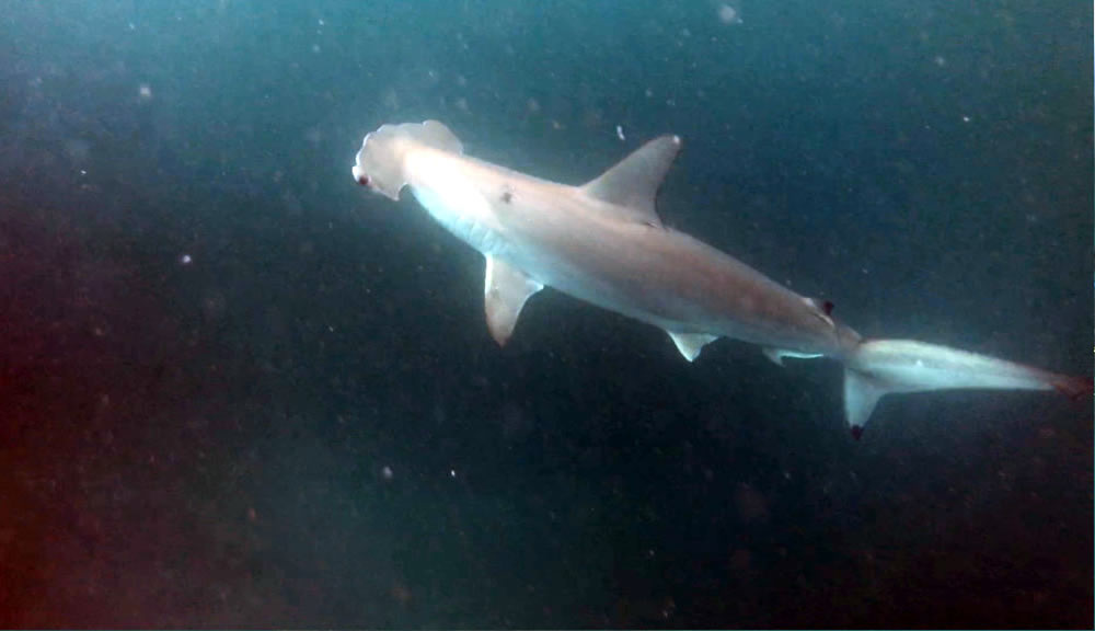 Galapagos Reise auf dem Katamaran Cormorant - 