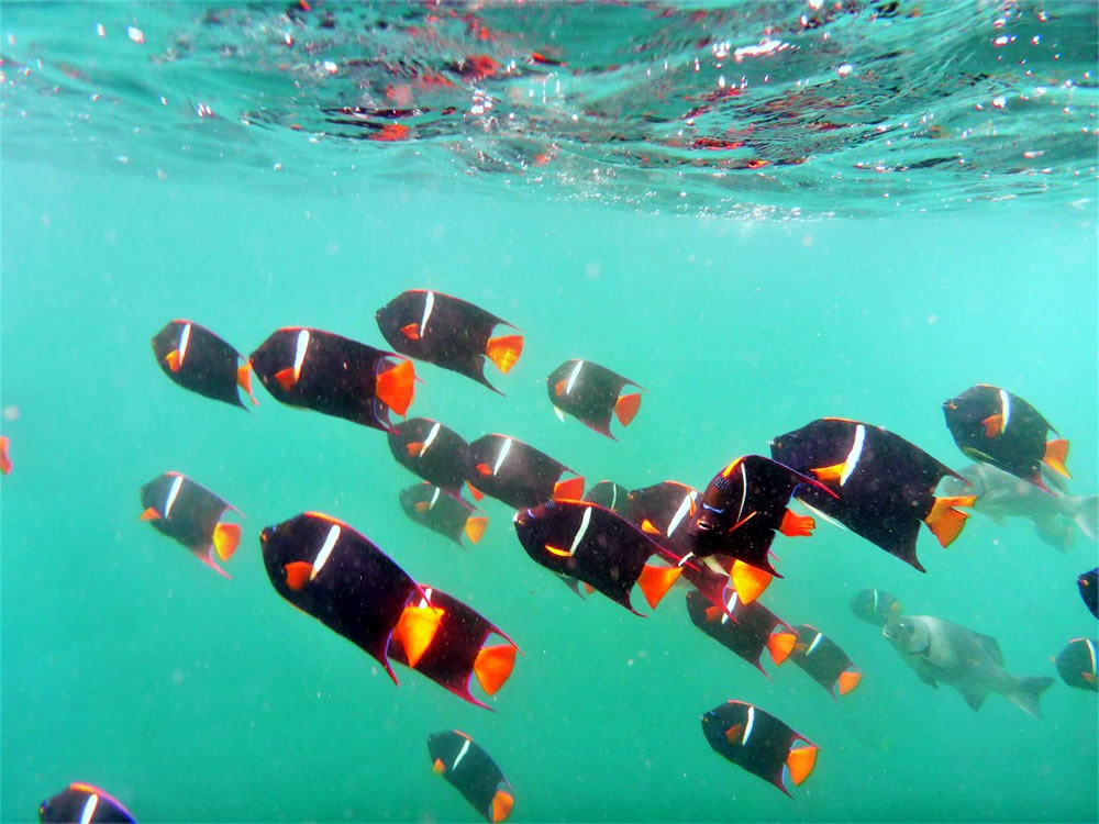 Galapagos Reise auf dem Katamaran Cormorant - 