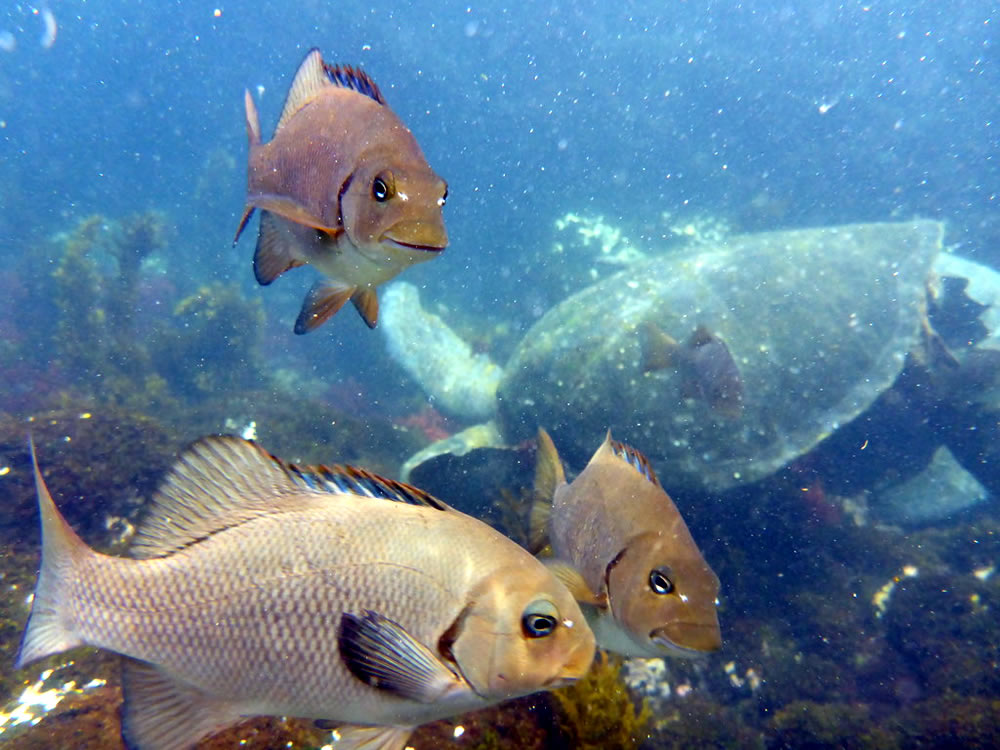 Galapagos Reise auf dem Katamaran Cormorant - 