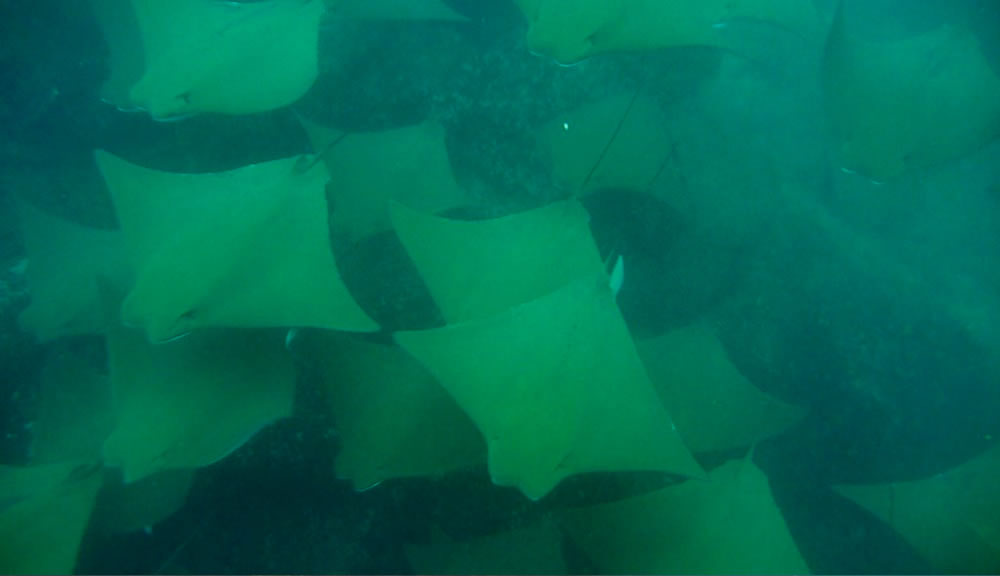 Galapagos Reise auf dem Katamaran Cormorant - Goldrochen