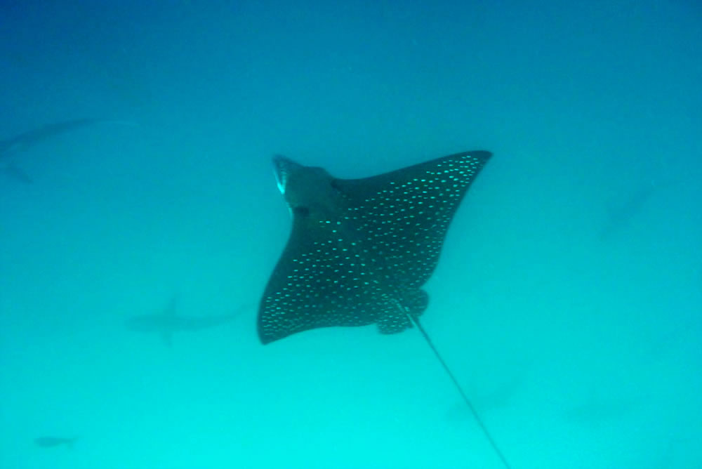 Galapagos Reise auf dem Katamaran Cormorant - Adlerrochen 