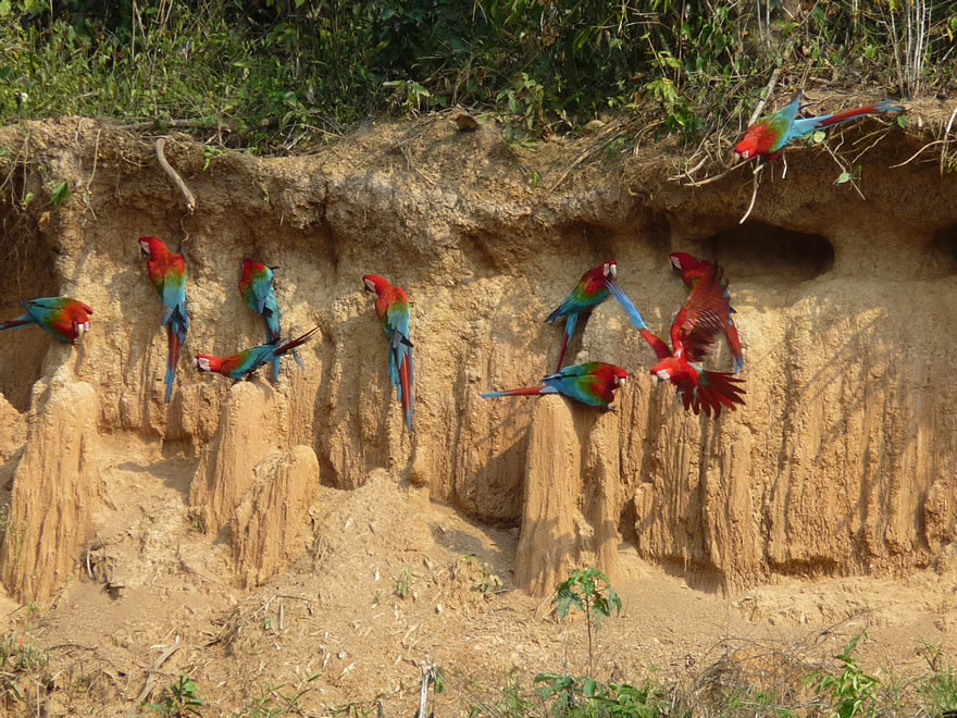 Touren Papageienlecke Puerto Maldonado Peru