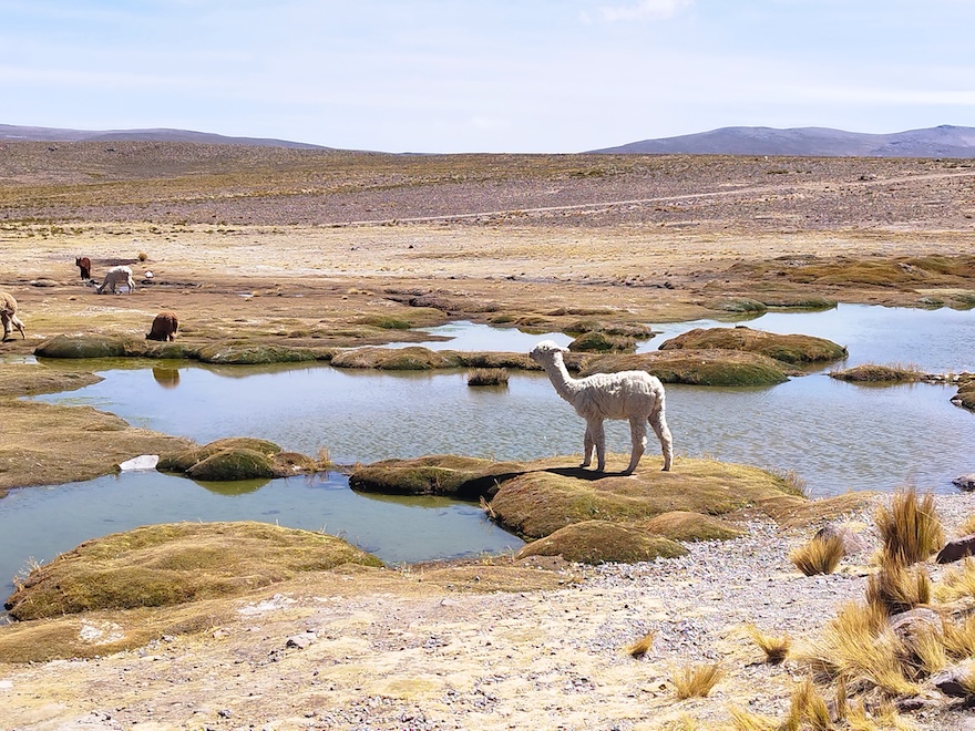 Laguna de Salinas