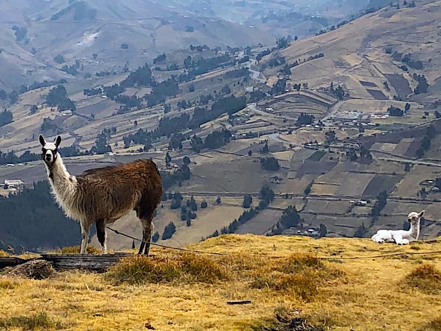 Ecuador Rundreise nach Corona: Lamas