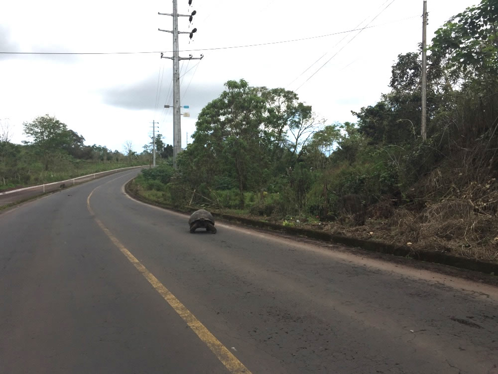 Strasse in Puerto Ayora auf Galapagos