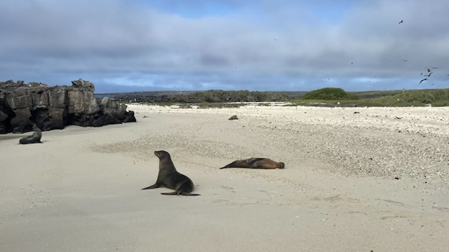 Galapagos Reise - Feedback