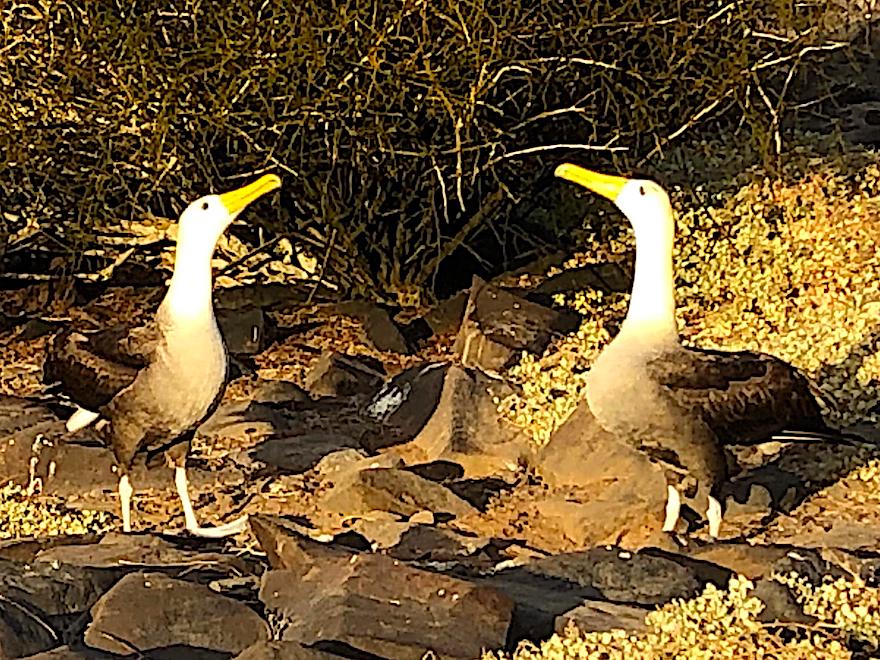 Galapagos Kreuzfahrt nach Corona - Albatrosse