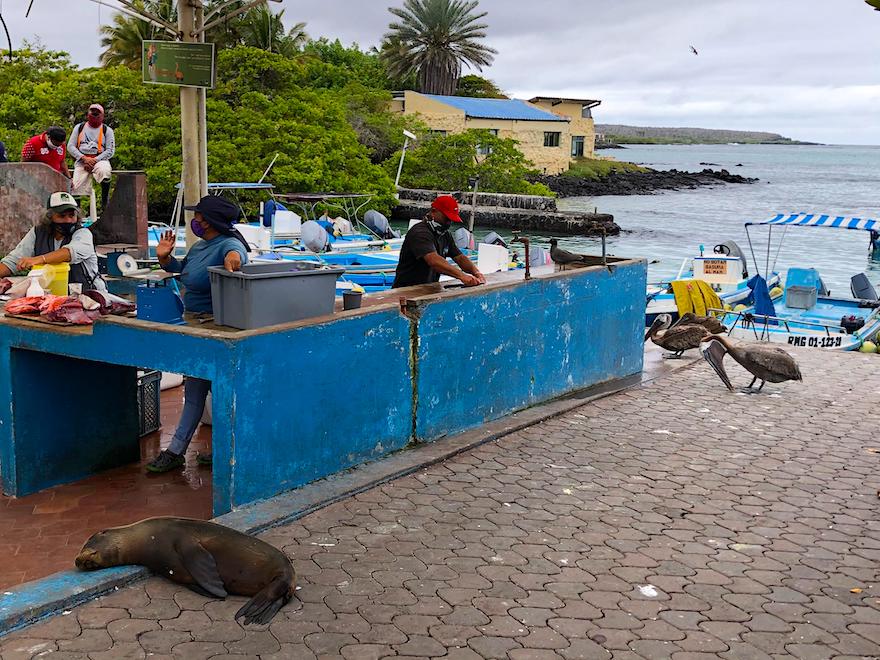 Galapagos Kreuzfahrt  auf der Angelito - Fiebermessen