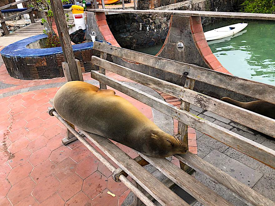 Galapagos Kreuzfahrt  auf der Angelito - Fiebermessen