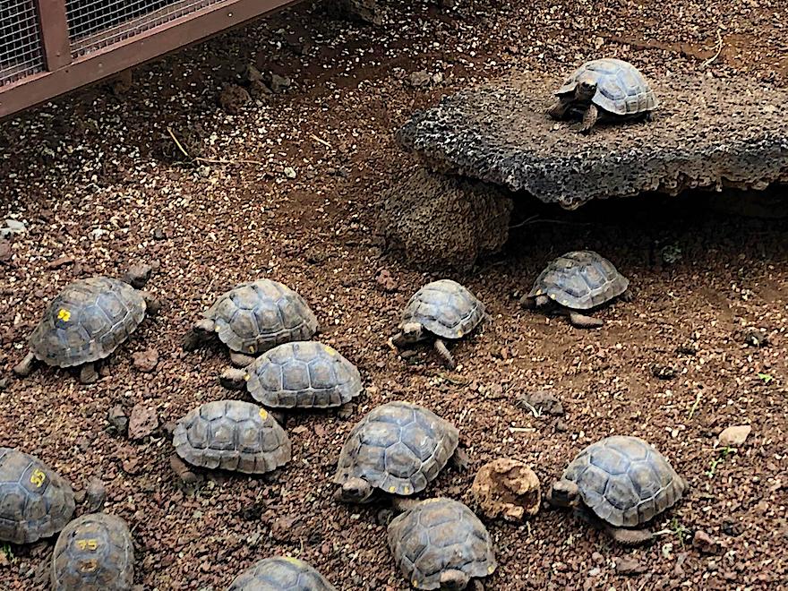 Galapagos Kreuzfahrt  auf der Angelito - Fiebermessen