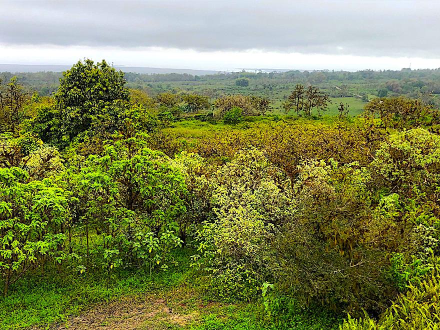 Galapagos Reisen während Corona - Cerro Mesa