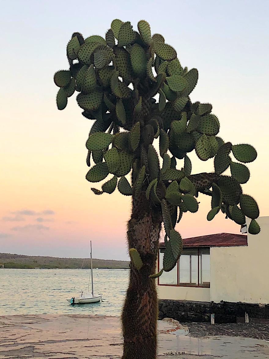 Galapagos Reise während Corona - Blick auf den Hafen von Puerto Ayora