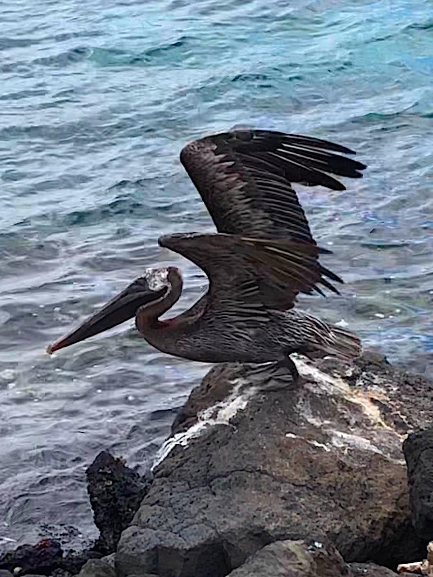 Galapagos Reise während Corona - Belikan