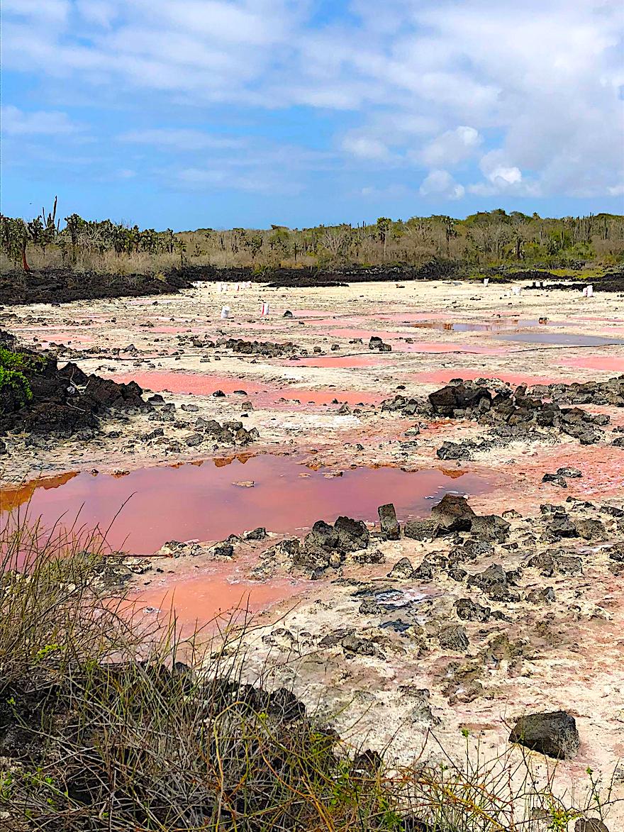 Galapagos Reisen während Corona - Salzsee auf Galapagos 