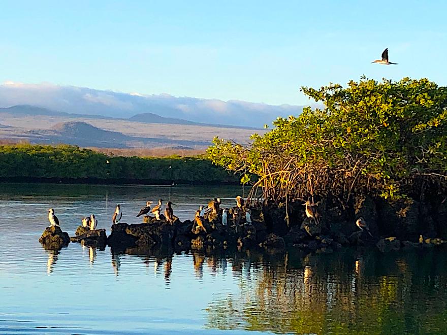 Galapagosreisen in Coronazeiten - Blaufusstölpel auf Galapagos