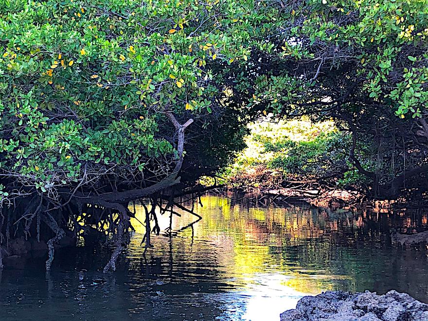 Galapagosreisen in Coronazeiten - Mangroven auf Galapagos