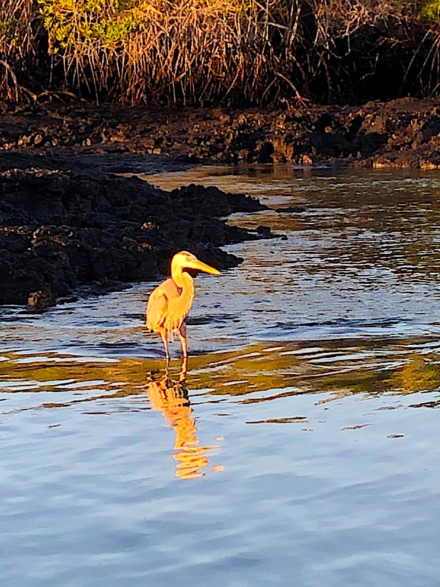 Galapagosreisen in Coronazeiten - Reiher auf Galapagos