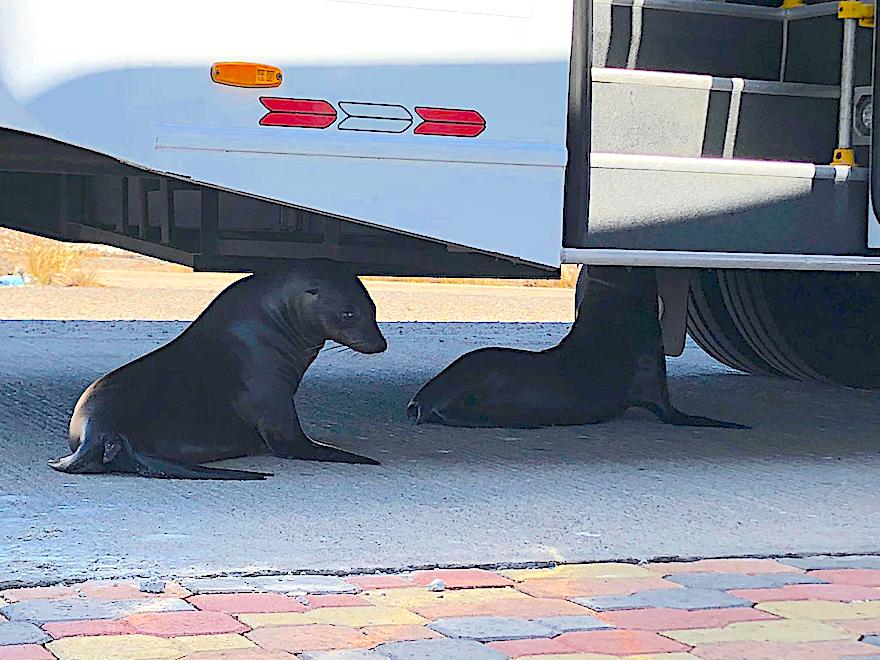 Galapagosreisen in Coronazeiten - Seelöwen unter dem Bus