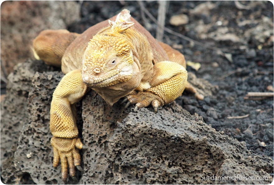 Neustart Galapagos-Reisen nach Corona.