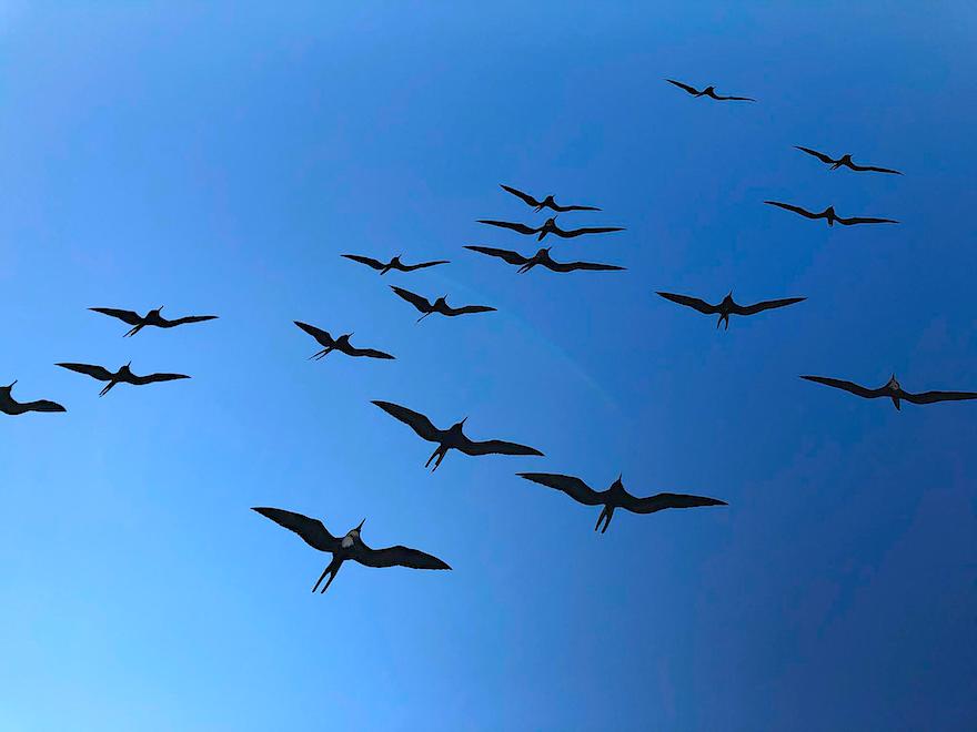 Galapagos während Corona - Fregattvögel