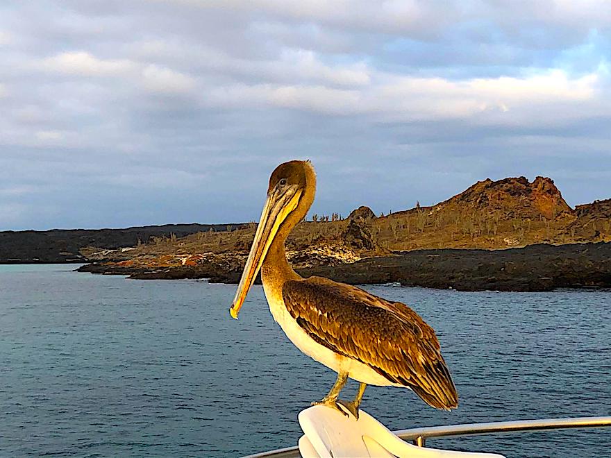 Galapagos während Corona - Pelikane