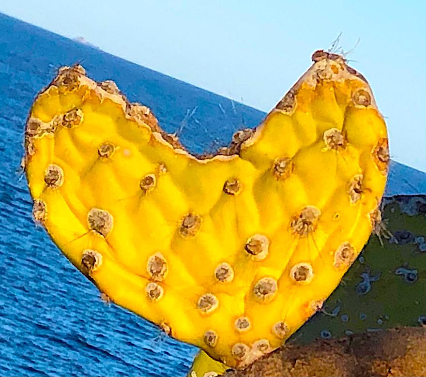 Galapagos während Corona - Kaktusherz