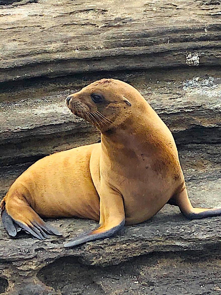 Galapagos während Corona - Seelöwen