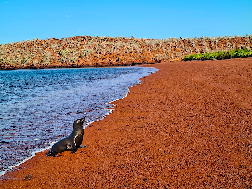 Galapagos Kreuzfahrt während Corona - Fiebermessen