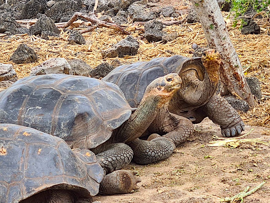 Galapagos Kreuzfahrt während Corona - Fiebermessen