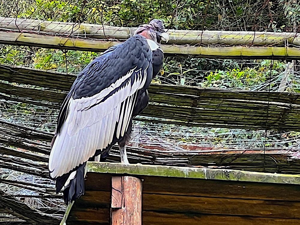 Kondore auf Zuleta Kondore auf Zuleta