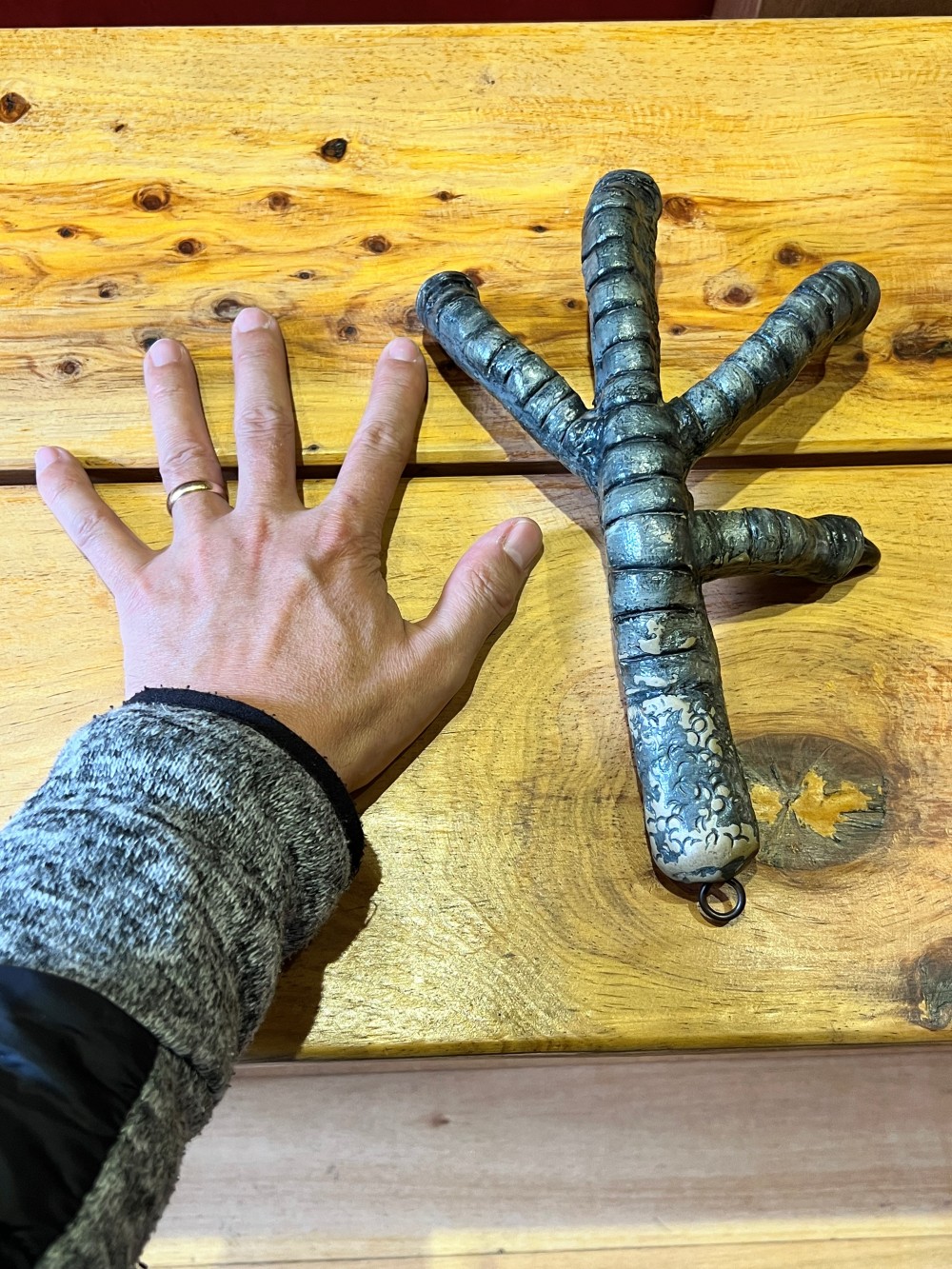 Vogelbein des Kondor