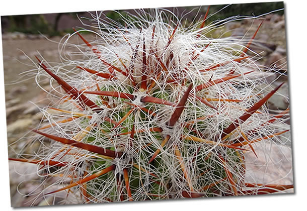 Impfungen Südamerika Reisen Peru Bolivien Ecuador und Chile