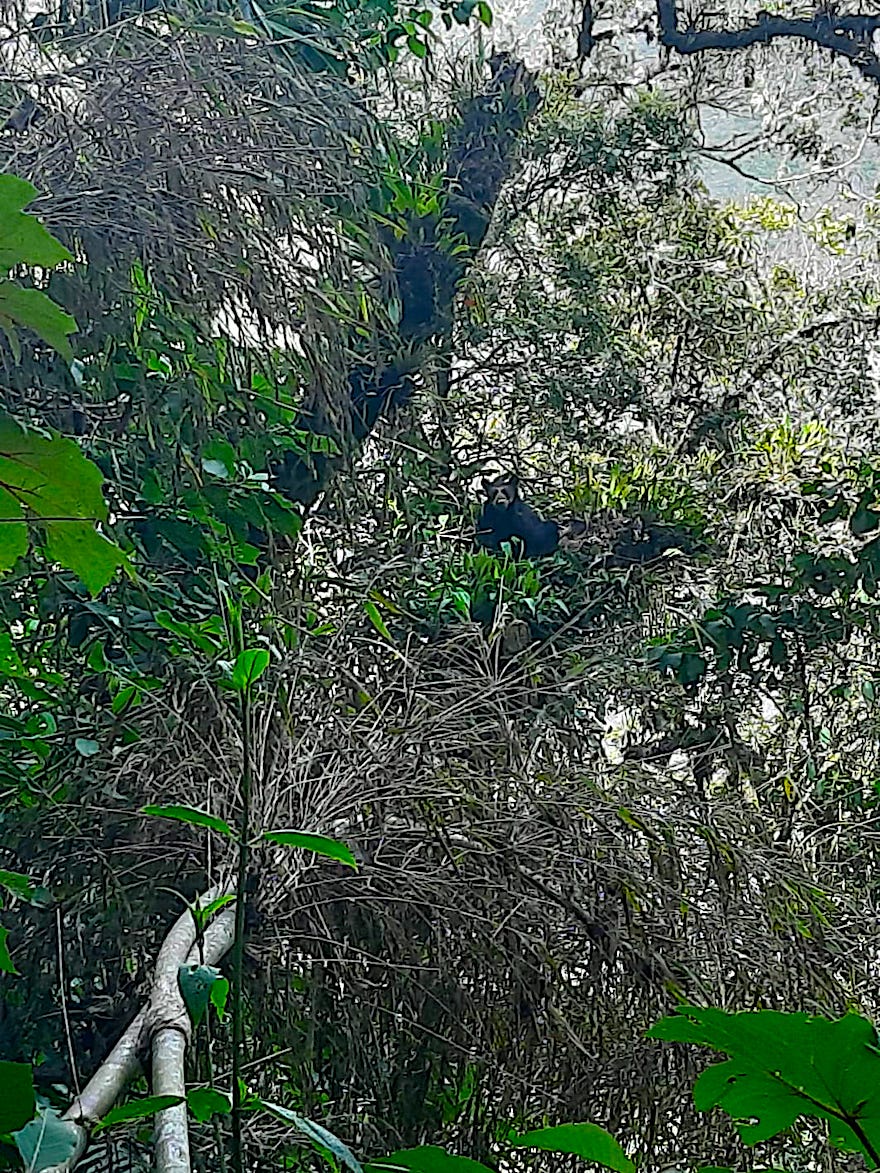 Brillenbär auf dem Inka Trail nach Machu Picchu